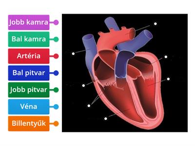 Szív részei