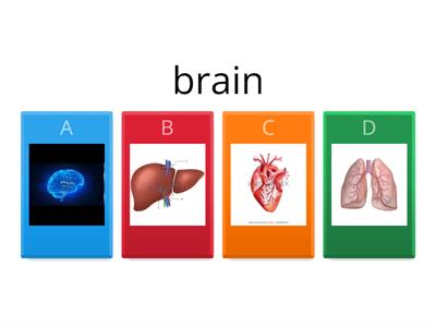 Internal organs E3