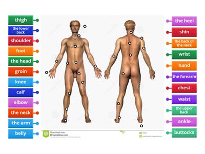 HUMAN ANATOMY External -MALE Nude 