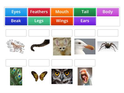 Y1 - Animal Body Parts