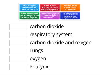 T3 Gr4 respiratory system