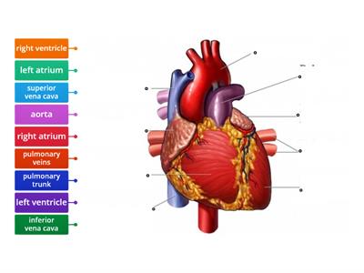 cardiovascular heart 