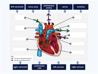 Parts of the Heart