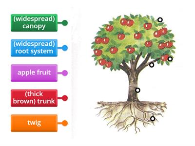 UNIT 1.3 - APPLE TREE - diagram