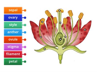 Flower Structure