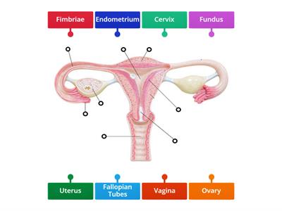 XX Internal Reproductive Anatomy