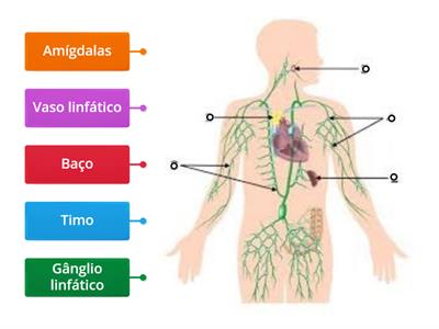 Morfologia do sistema linfático