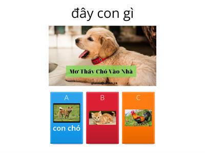 tìm các con vật