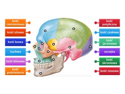 kości czaszki