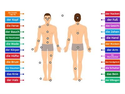 der Körper: label the parts of the body