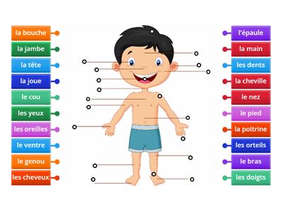 Les parties du corps