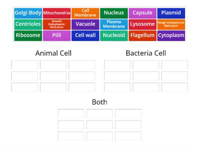 Animal Cell Or Bacteria Cell