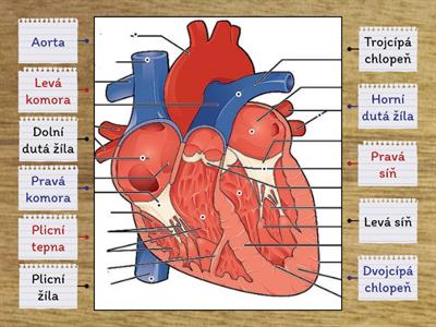 Anatomie srdce