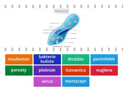 Znajdż parę - bakterie/wirusy/protisty/grzyby - klasa 5