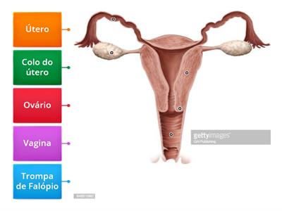 Sistema reprodutor feminino N6