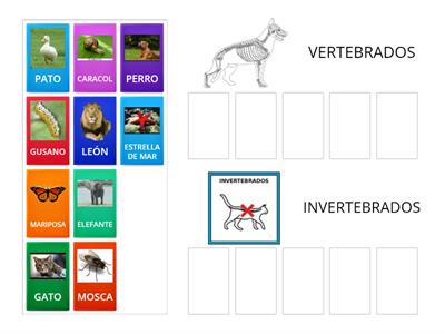 Vertebrados- Invertebrados. Identificación.