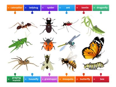 Bugs and Insects Vocabulary