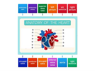 Anatomy Of The Heart