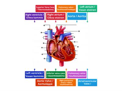 Heart Anatomy