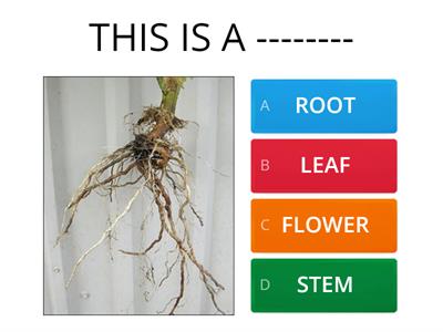 PARTS OF A PLANT