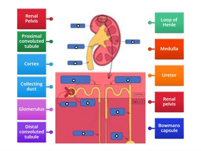 CAX KS5 location and micro stucture of the kidney diagram 