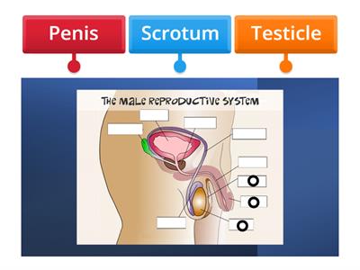 PERSONAL CARE F1 The Male Reproductive System