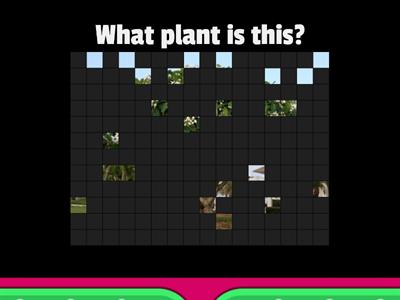 Year 1 science - plants