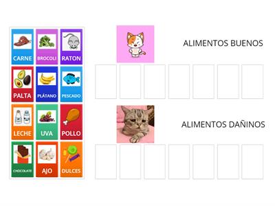 AGRUPAMOS ALIMENTOS BUENO Y DAÑINOS PARA EL GATO