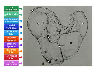 liver (dog)