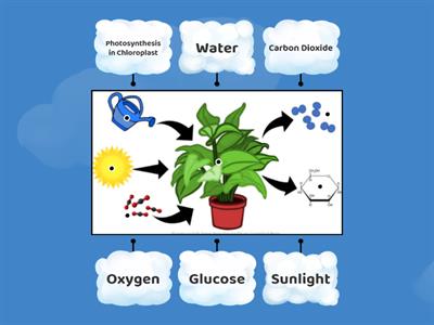 Photosynthesis Diagram Labeling