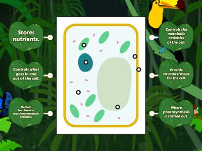 Plant Cell Functions