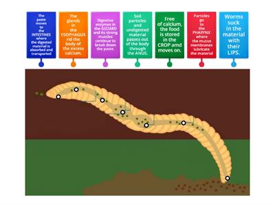 Worms' Digestive Tract