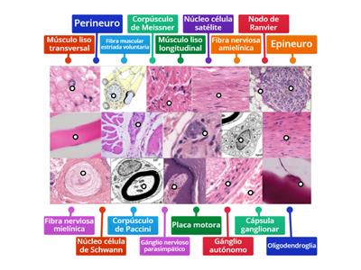 Actividad interactiva 4:  Nervioso-muscular