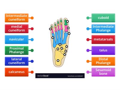Diagram of the foot