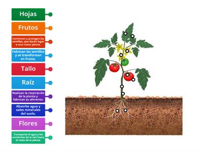 Órganos y funciones de la planta.