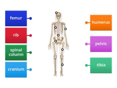 2. Human skeleton