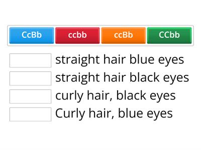 Curly hair is dominant and Black eyes are dominant.