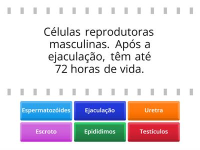  Morfologia e Fisiologia do sistema reprodutor masculino