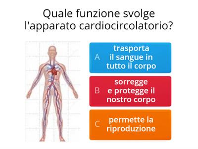 Apparato Cardiocircolatorio