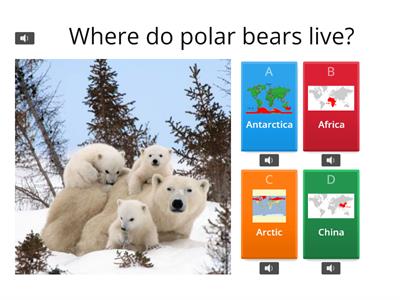 Polar Bears Quiz