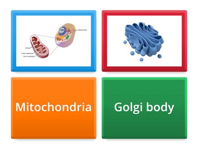 cell organelles