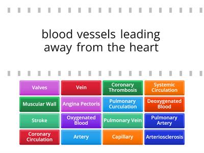 Blood Vessels & Heart Attack