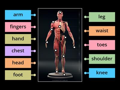 Body parts in ENGLISH