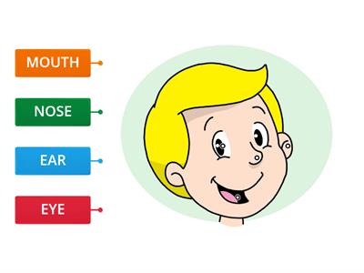 PARTS OF THE FACE