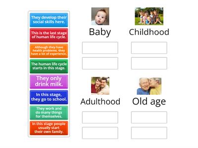 Human life cycle