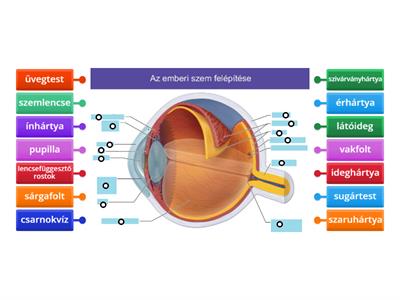 Az emberi szem felépítése