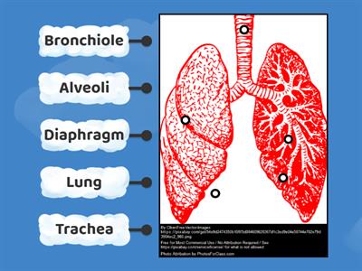 Respiratory System