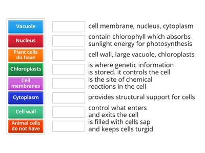 Year 7 Cells (1 Cell structure)