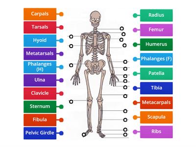Level 2 Bones of the Skeleton