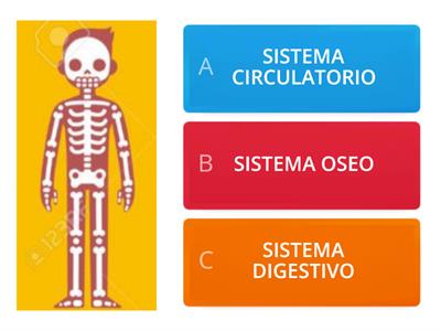 EL CUERPO HUMANO